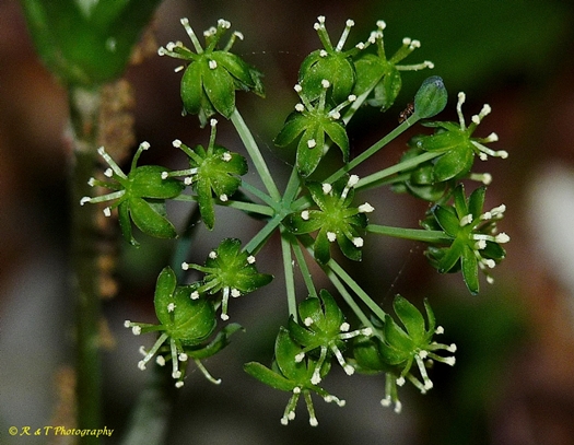 {Smilax hugeri}